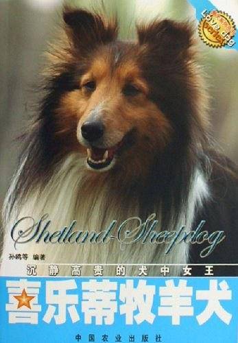 喜乐蒂牧羊犬