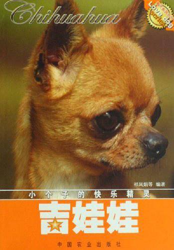 吉娃娃