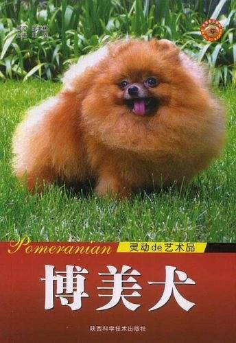 博美犬  灵动的艺术品