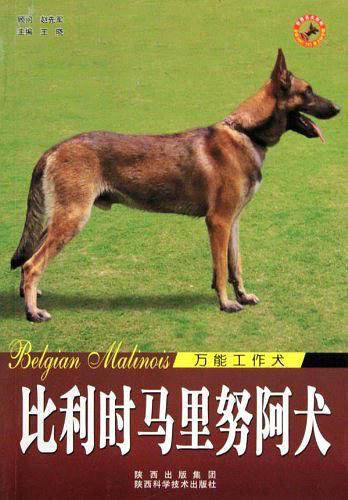 比利时马里努阿犬