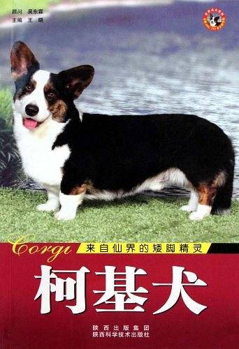 世界名犬-柯基犬