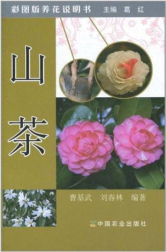 山茶