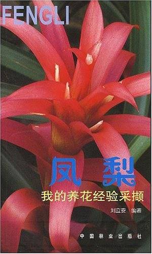 我的养花经验采撷    凤梨