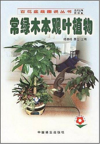 常绿木本观叶植物