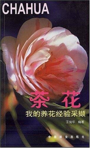 我的养花经验采撷——茶花
