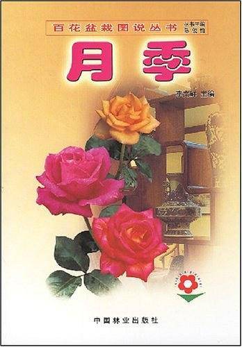 月季