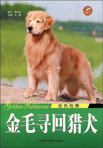 金毛寻回猎犬