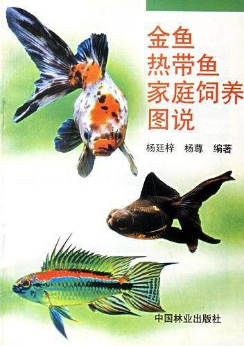 金鱼热带鱼家庭饲养图说