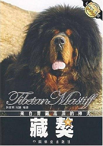 藏獒