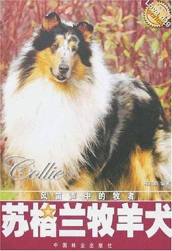 苏格兰牧羊犬