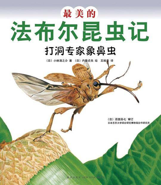 最美的法布尔昆虫记：打洞专家象鼻虫
